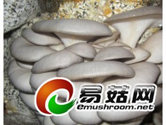 紧急收购白色平菇图1