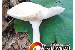 云南發(fā)生食菌中毒事件 14人頭昏眼花上吐下瀉 ()