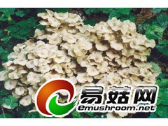 收购全干猪苓,无杂质,价高勿扰。图1