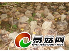 求购桑黄母种图1