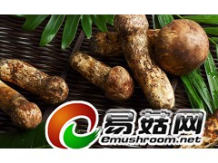 求购松茸图1