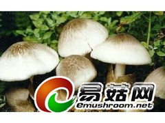 求购草菇原种母种栽培种图2