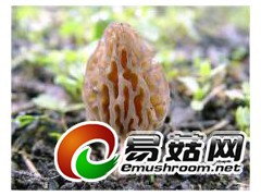 羊肚菌培训技术图1
