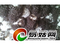 供应早秋平菇栽培种图1