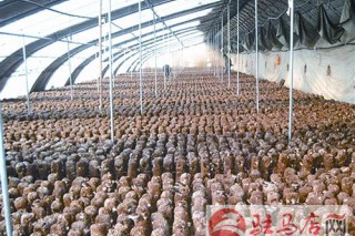 康志遠(yuǎn)：用雙孢菇撐起“致富傘” ()