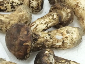 野生菌：誘人松茸正當(dāng)造 順德需求大 ()