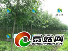 竹柳的四旁植树通常栽植1到2行单行植树图1