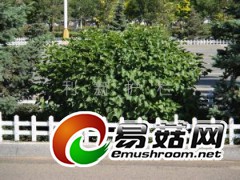 供应塑料护栏图1