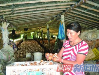 威海市本地菇農(nóng)養(yǎng)殖夏菇熱情不高 外來香菇更吃香 ()