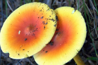 卫计委公布全国第一季度食物中毒事件 毒蘑菇榜上有名