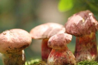 第二季度全国毒蘑菇引起的食物中毒不容乐观