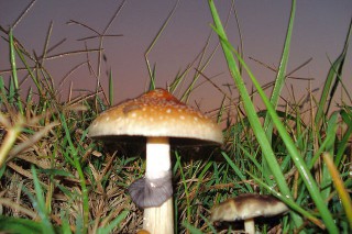 "迷幻蘑菇"恐致命 已被列为二级管制毒品