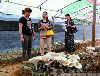食用菌新品種“大杯蕈”在上林縣試種成功 ()