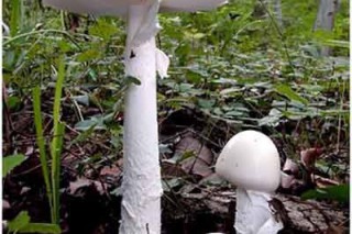 破解民间关于辨别毒蘑菇的五大谣言