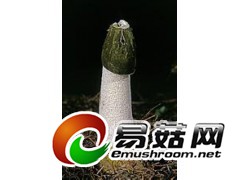 白鬼笔（又名竹下菌、无裙荪等）销售图1