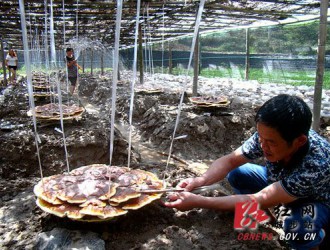 湖南城步縣：小靈芝撐開致富傘（圖） ()