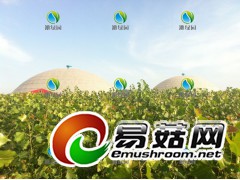 沁绿园超级杨树食叶害虫的发生原因及其防治方法图1