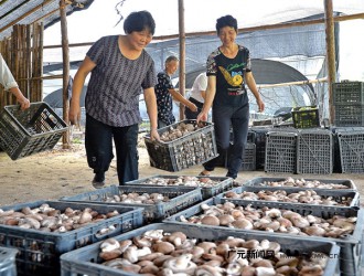 白朝鄉(xiāng)：帶動(dòng)農(nóng)戶發(fā)展食用菌產(chǎn)業(yè) ()
