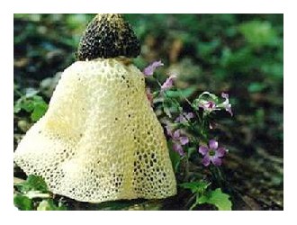 綏芬河檢驗(yàn)檢疫局首次開展對(duì)竹蓀樣品的檢測(cè) ()