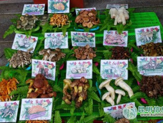 云南野生食用菌走出國(guó)門(mén) ()
