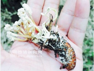 開(kāi)眼界：德清的“冬蟲(chóng)夏草”——蟬花菌 ()