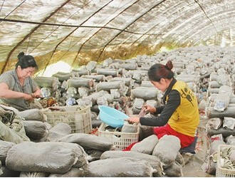 連環(huán)湖鎮(zhèn)鹽堿地變菇棚 生態(tài)利用效益高　　 ()