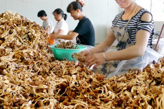 江西：黎川食用菌產(chǎn)業(yè)發(fā)展迅速 產(chǎn)值達(dá)3.6億元 ()
