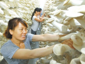 孟州市食用菌生產(chǎn)實(shí)現(xiàn)“四化” 產(chǎn)品供不應(yīng)求 ()