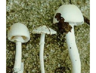 云南騰沖一家4口誤食白毒傘 造成兩死兩中毒(圖) ()