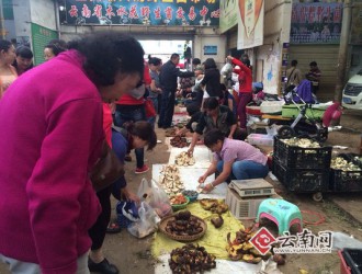 昆明“淘菌”市場(chǎng)大搜羅 達(dá)人支招教你選菌 ()