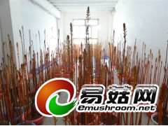 大量求购天麻硕果图1