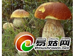 大量供应纯天然牛肝菌松蘑肉蘑榛蘑等图1
