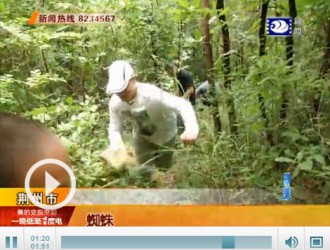 荊州2名城市男孩遭遇最嚴(yán)峻挑戰(zhàn) 雨后深山采蘑菇 ()