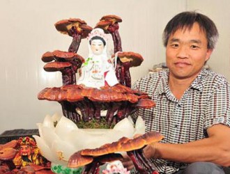 四川：厚壩鎮(zhèn)靈芝盆景新鮮上市 深受消費者青睞 ()