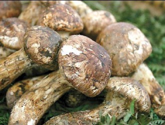 云南：昆明機場海關助松茸出口 確保松茸出口高效規(guī)范　 ()