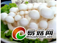 大量收购海鲜菇秀珍菇蟹味菇白玉菇姬菇等菌类图2