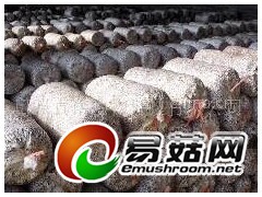 大量收购金针菇用过的菌棒图1