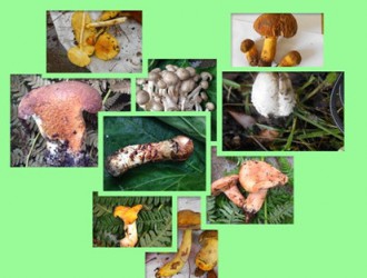 大理州農(nóng)科院土環(huán)所菌類室收集野生菌菌種資源 ()