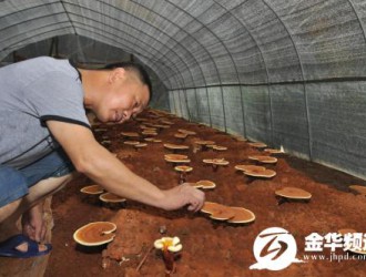 “菇農(nóng)”陳紹榮：蘭溪大棚種植靈芝第一人 ()