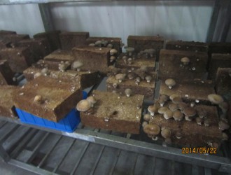 上海農(nóng)科院在新型香菇工廠化模式上取得重大進展 ()