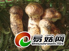 高原冰鲜松茸图2
