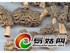 求购 250公斤 干羊肚菌图1