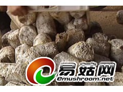 收购金针菇废料图1