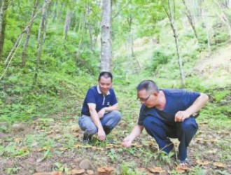 福建：林下套種食用菌獲成功 ()