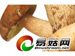 大量求购:大腿蘑，大腿蘑干片图1