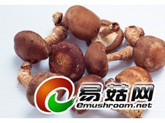 大量求购湿香菇图1