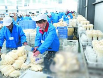 山東眾興菌業(yè)工廠化種植金針菇 ()