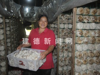夏季酷暑天 降溫種菌菇 ()