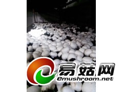 中东指导的第二潮蘑菇图1