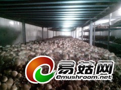 工厂化草菇图1